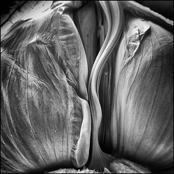 GARLIC - Plant Life