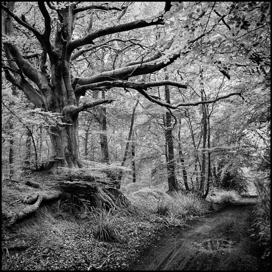 Surrey Hills 2 - TREES
