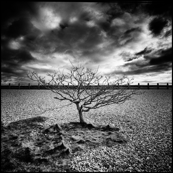 Survivor - TREES