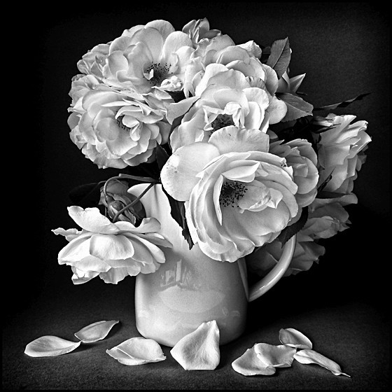 ICEBERG - Plant Life