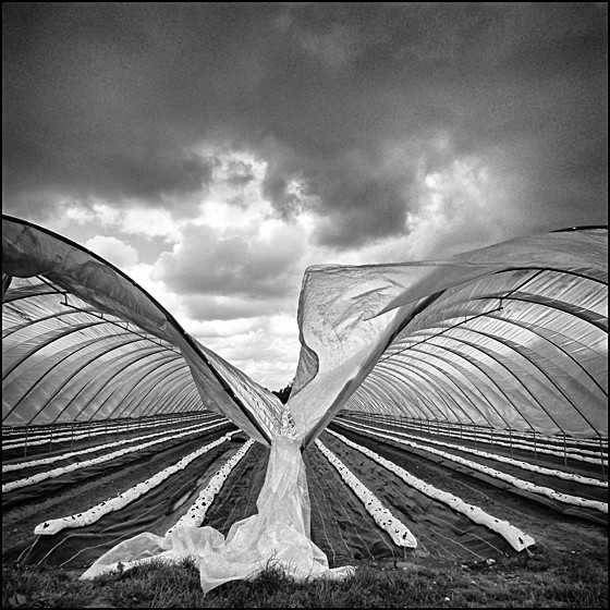FALLEN ANGEL - LANDSCAPE