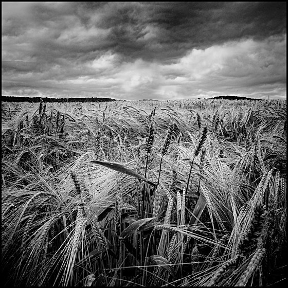 STORM OVER CROPS - LANDSCAPE