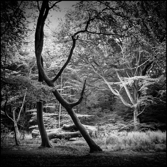 Surrey Hills 1 - TREES