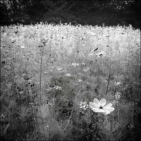 MEADOW FLOWER - LANDSCAPE