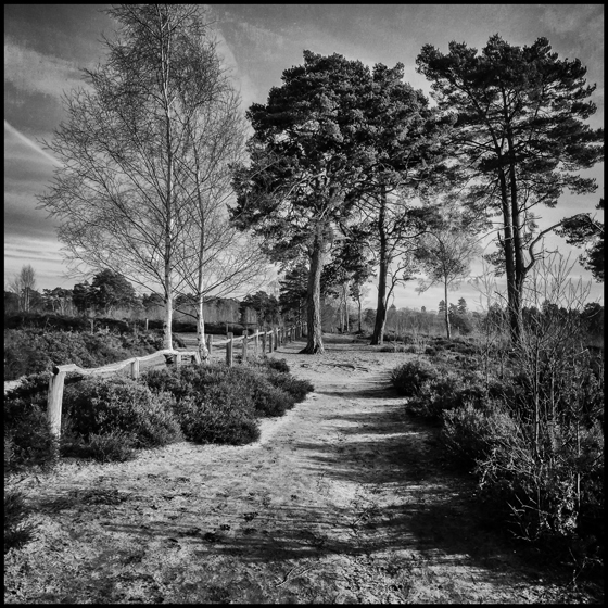 Ockham Common 2 - TREES