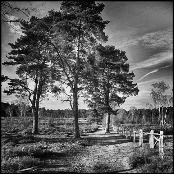 Ockham Common 1 - TREES