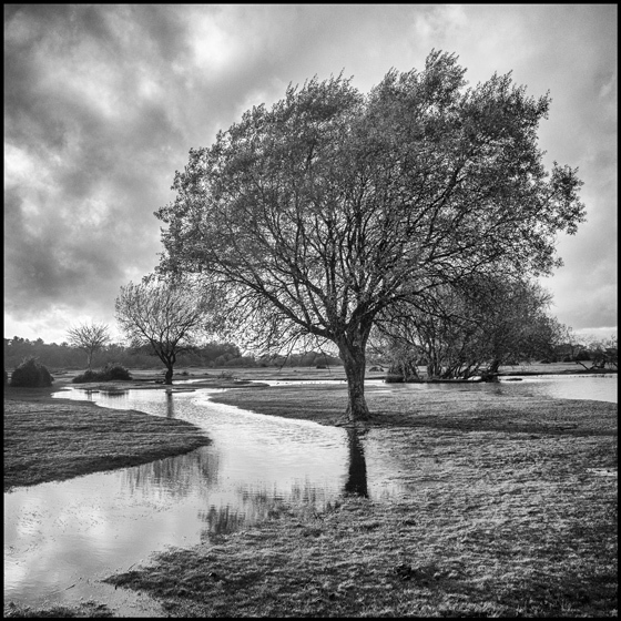 Janesmoor Pond - TREES