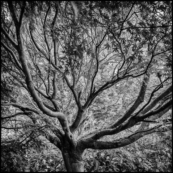Under Lieth Hill - TREES