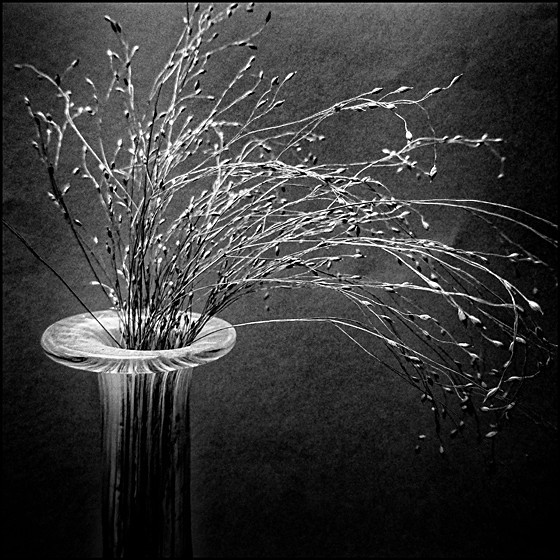 GRASSES - Plant Life