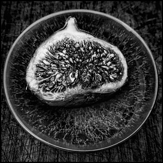 FIG - Plant Life