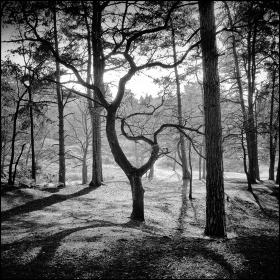 Dancing - TREES