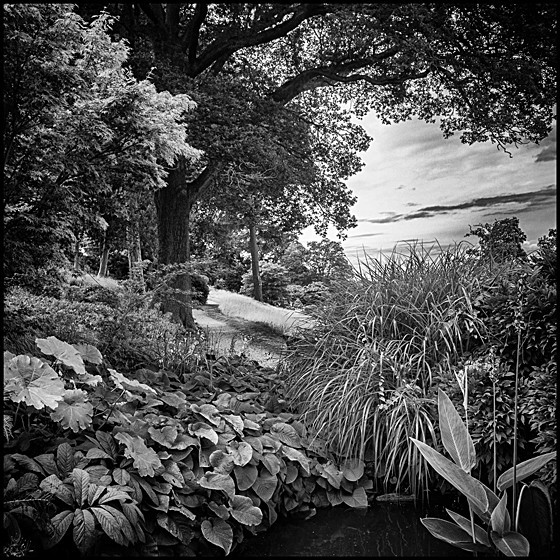DISTANT PATH - LANDSCAPE