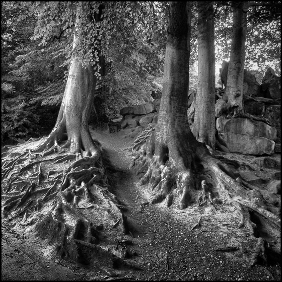 Path Between - TREES