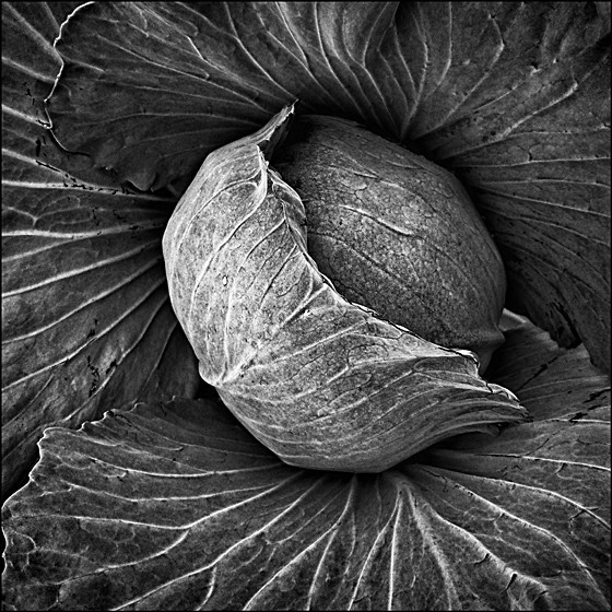 BRASSICA - Plant Life