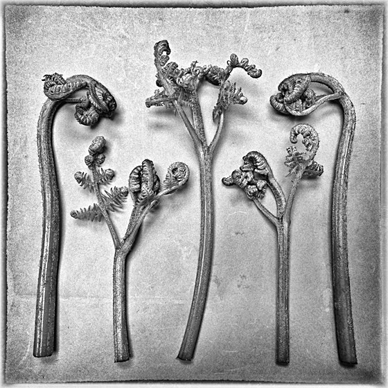 FERN 3 - Plant Life