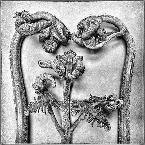 FERN 2 - Plant Life