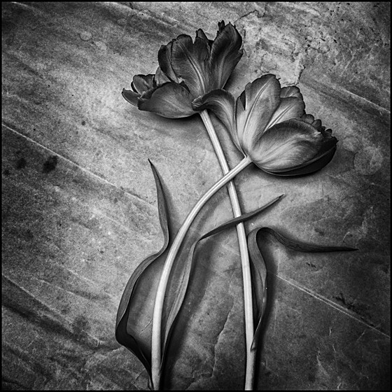 SYMPATHY 1 - Plant Life