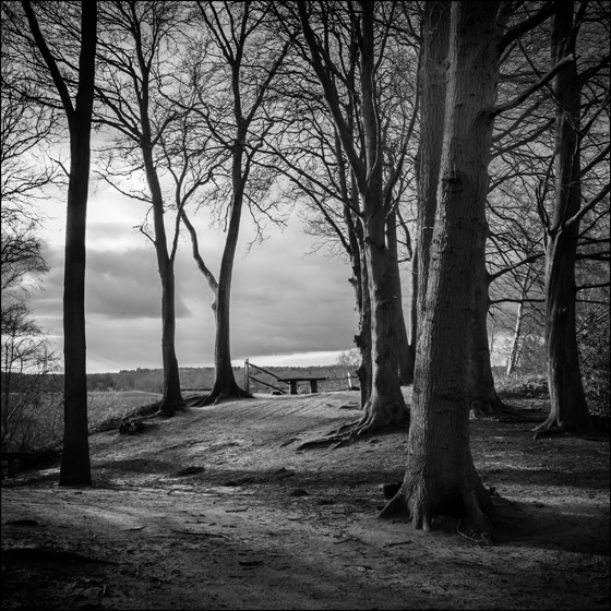 The Ledges - TREES
