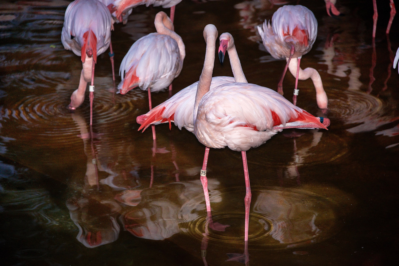 KM-368M Flamingoes in Kowloon Park - Hong Kong - Contemporary