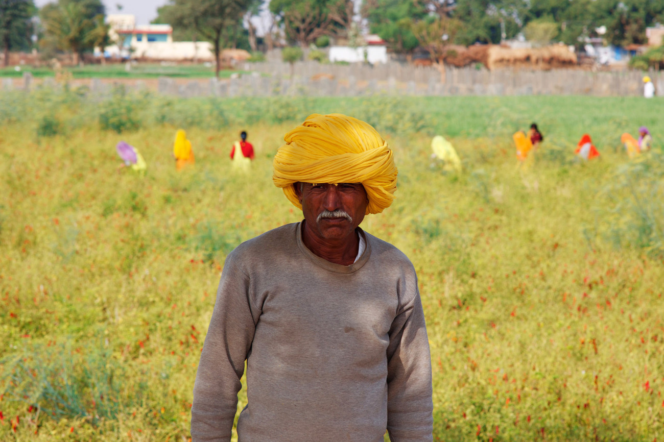 Chillie Farmer Chatra Sagar, Rajasthan - India