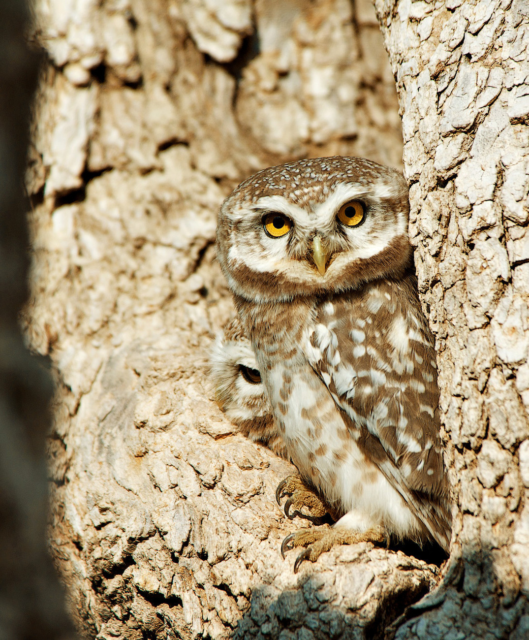 Owl couple Chatra Sagar - India