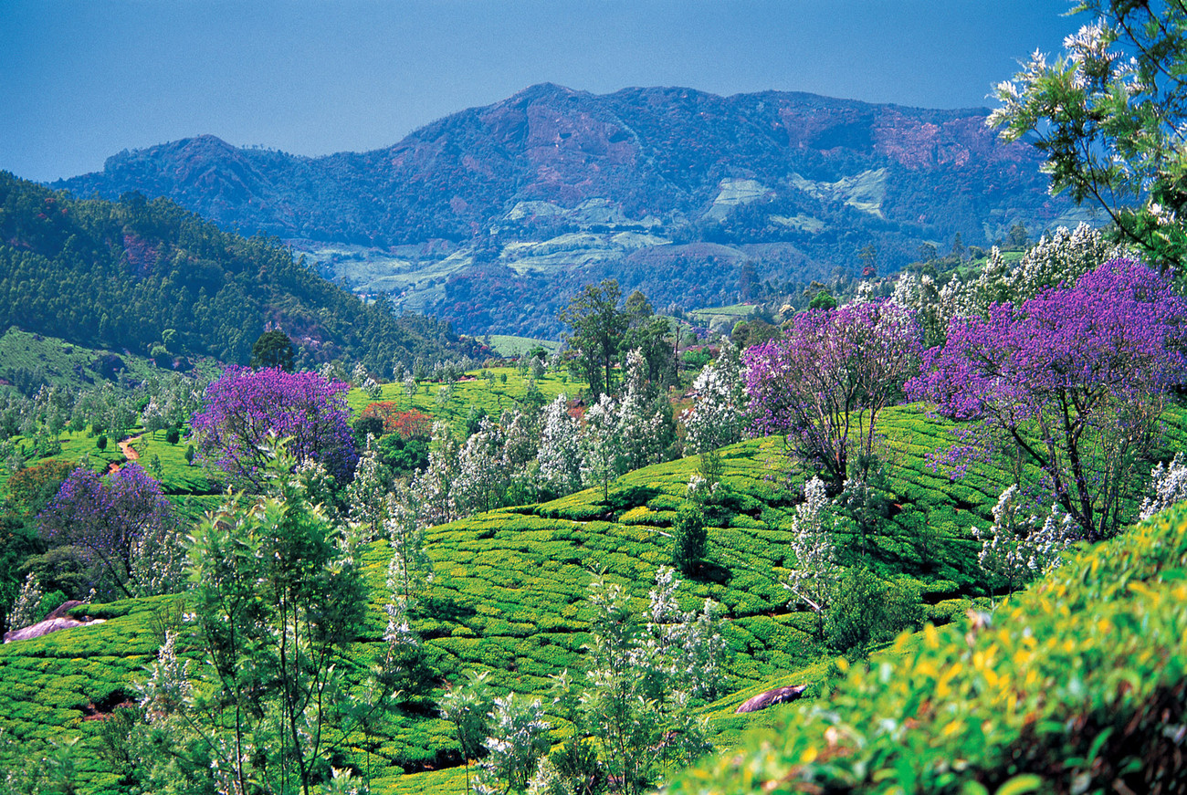 Munnar valley, Kerala