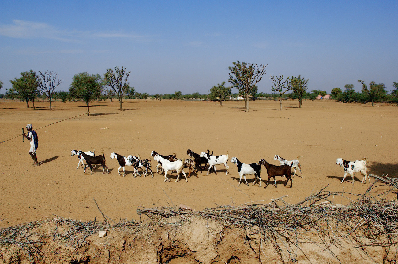 Chatra Sagar goatherd - India