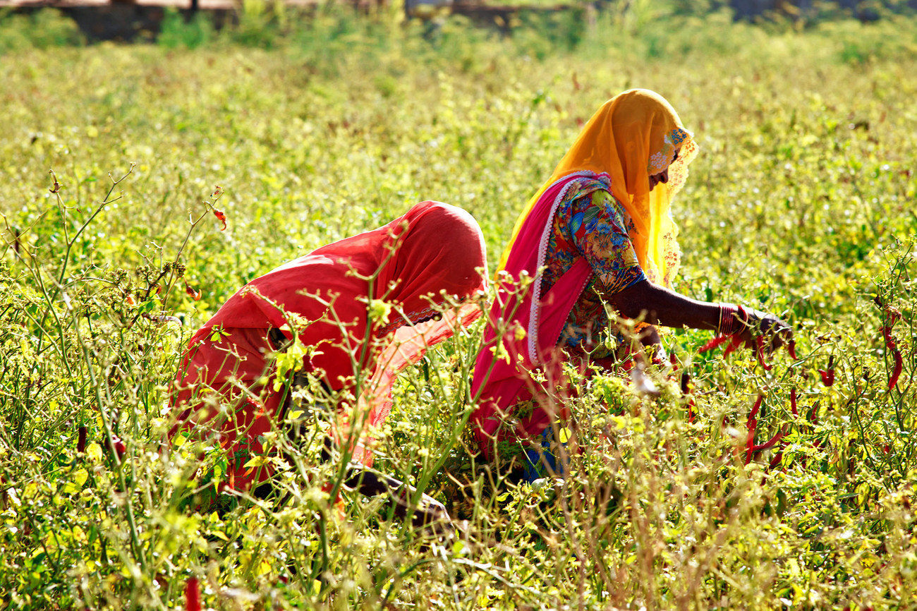 Chillie pickers, Chatra Sagar, Rajasthan - India