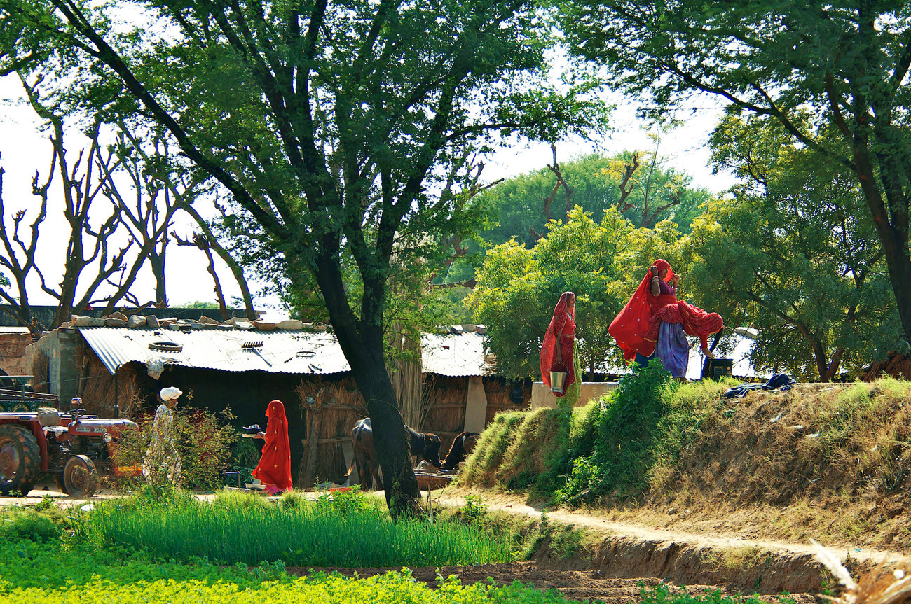 Farm on road to Samode Rajasthan-2 - India