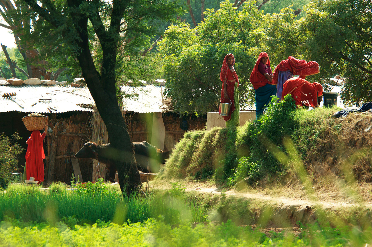 Farm on road to Samode Rajasthan - India