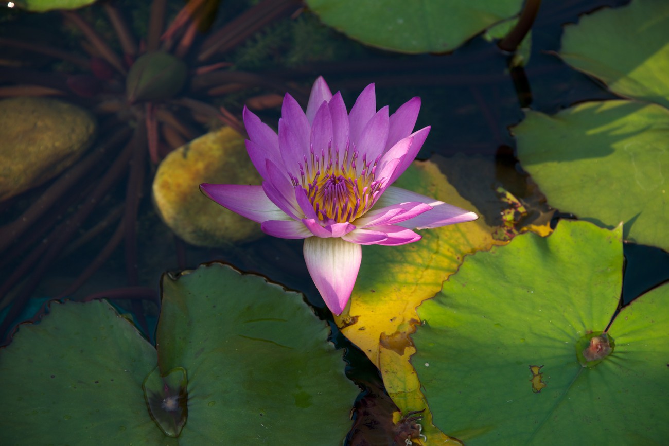 KM-359M Chi Lin Nunnery lotus