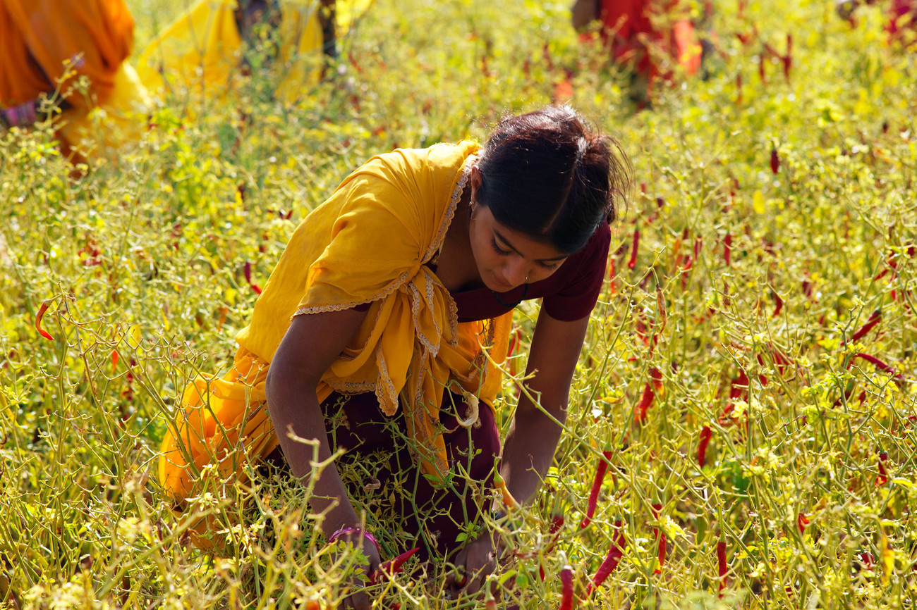 Chille picker, Chatra Sagar, Rajasthan - India