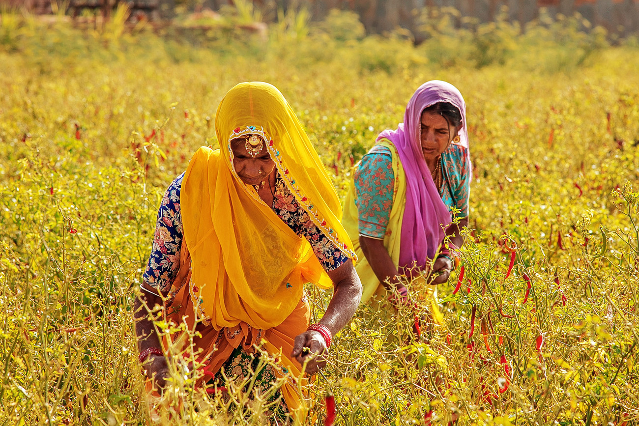 Chillie pickers - Chatra Sagar, Rajasthan India - India