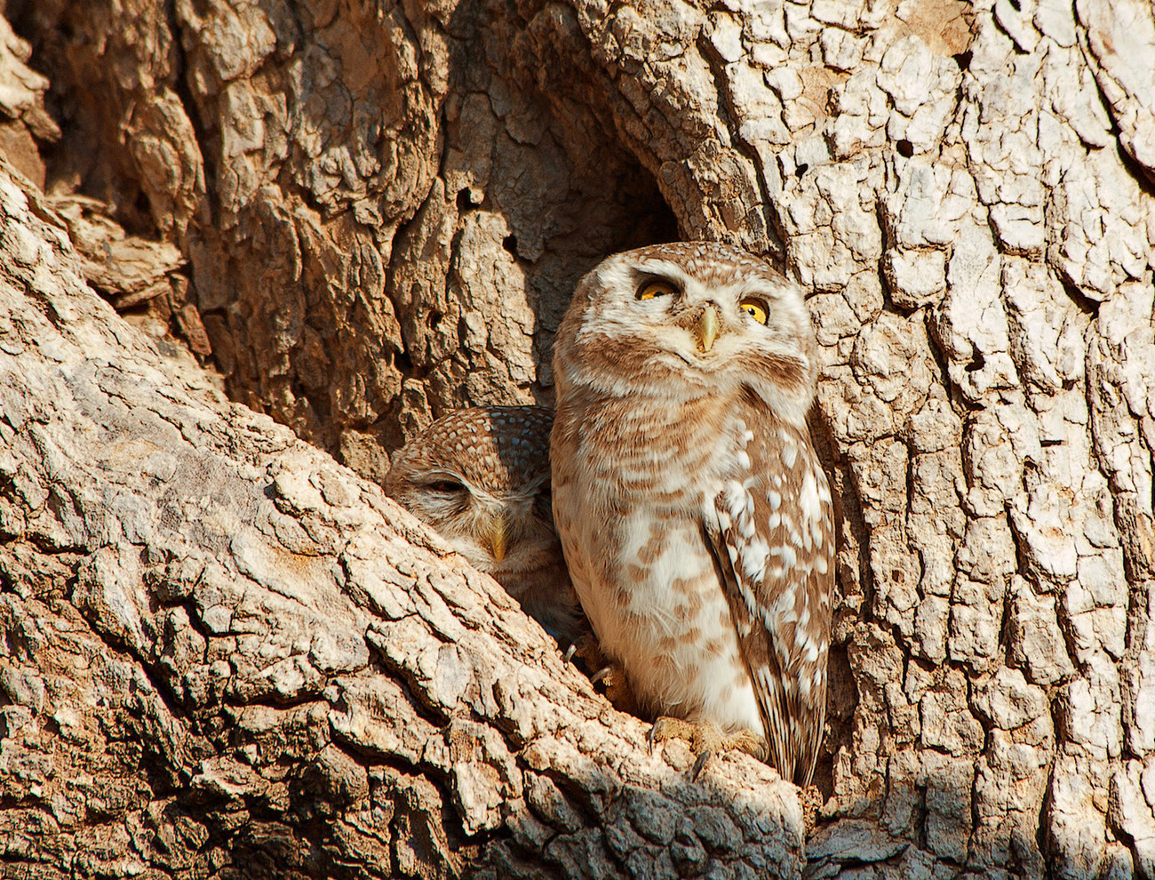 Pair of owls Chatra Sagar - India