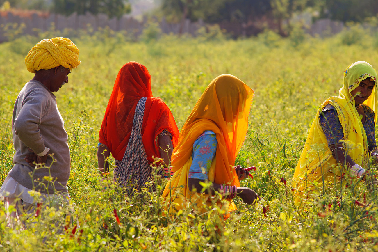 Chillie pickers, Chatra Sagar, Rajasthan - India