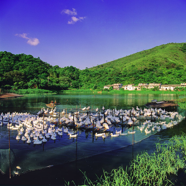 KM-206 Duck farm at Nam Chung Lei Uk - 1992 - Hong Kong in the 70s and 80s