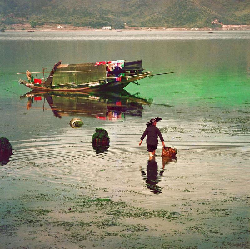 KM-235 Collecting Seaweed at Tai Po Kau - 1971 - Junks, Sampans & Fishing in the 1970s & 80s