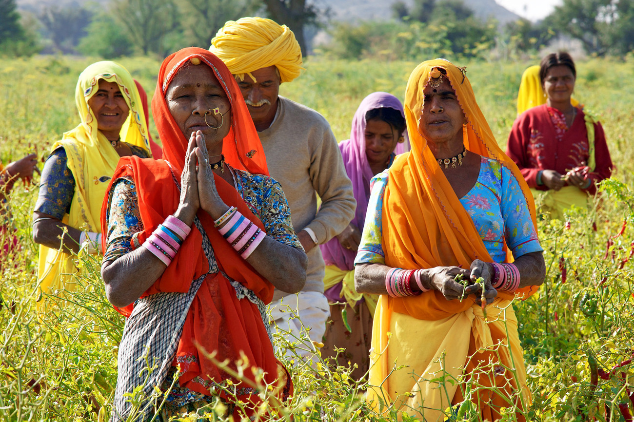 Chillie pickers, Chatra Sagar, Rajasthan - India