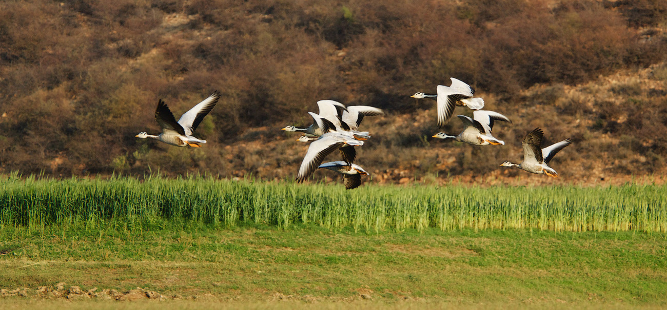 Geese taking flight, Ramathra Lake, Rajasthan - India