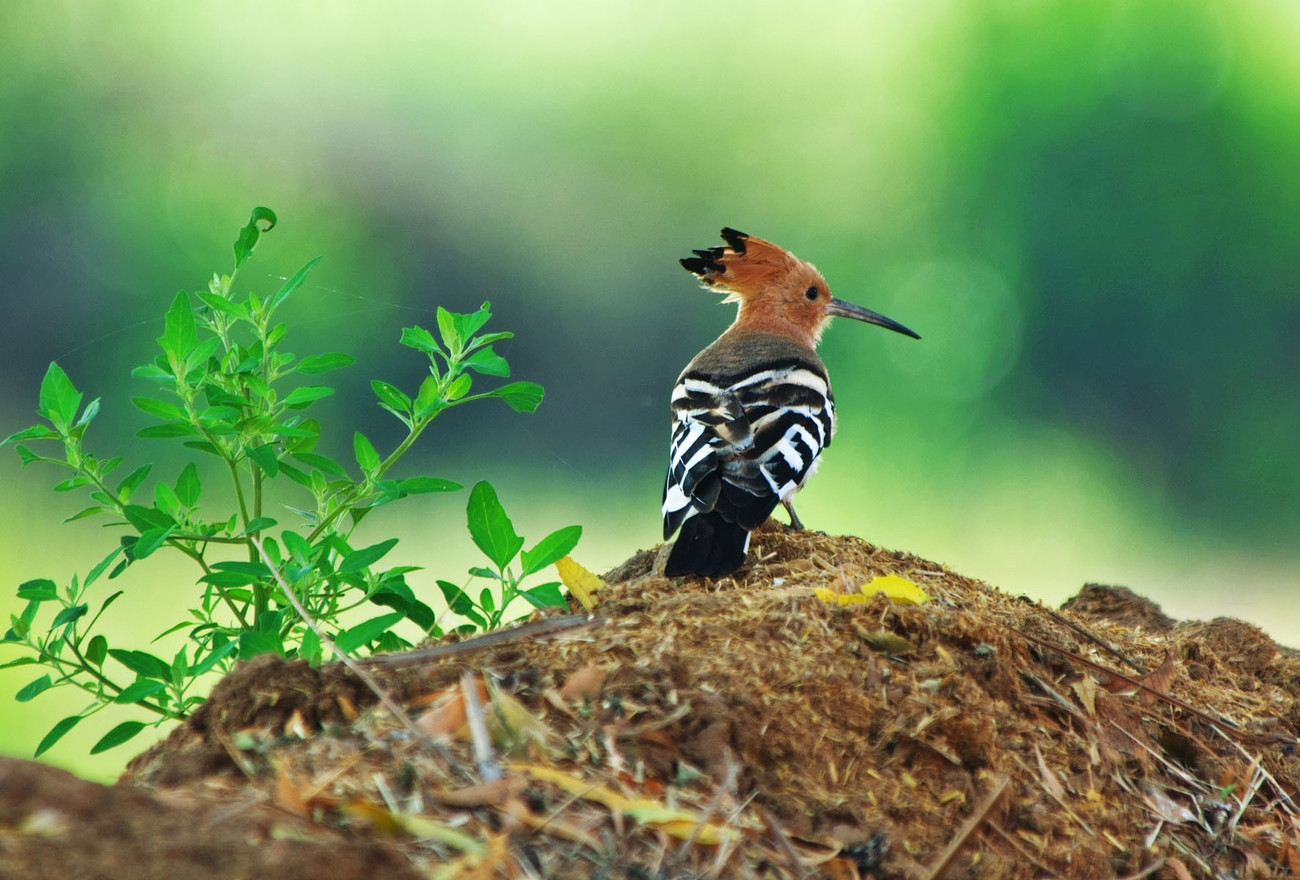 Hoopoe bird in Ramathra village, Rajasthan - India
