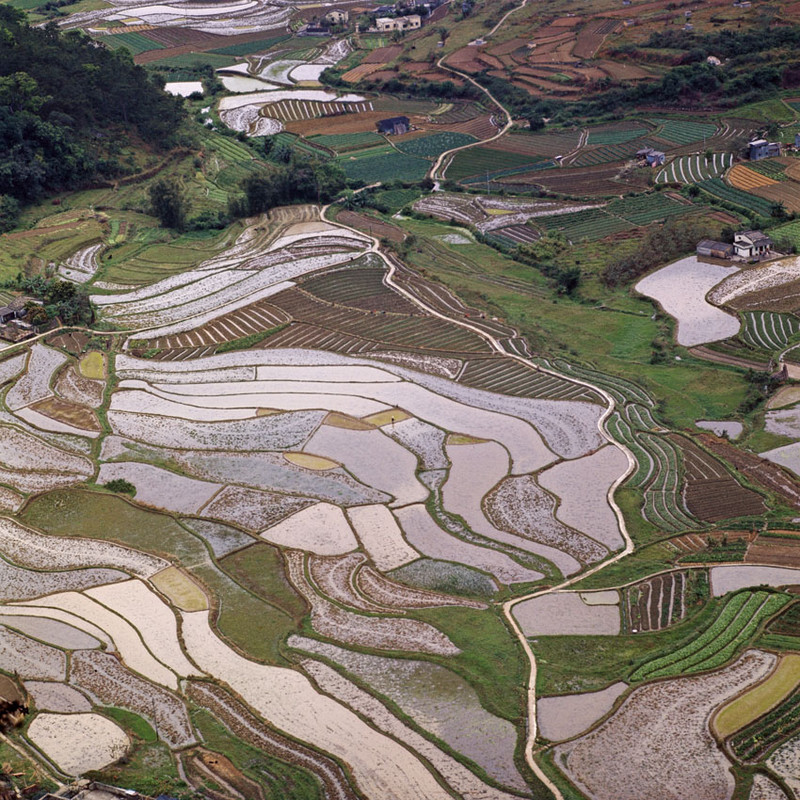 KM-99B Paddy Fields near Fanling - 1974 - Hong Kong in the 70s and 80s