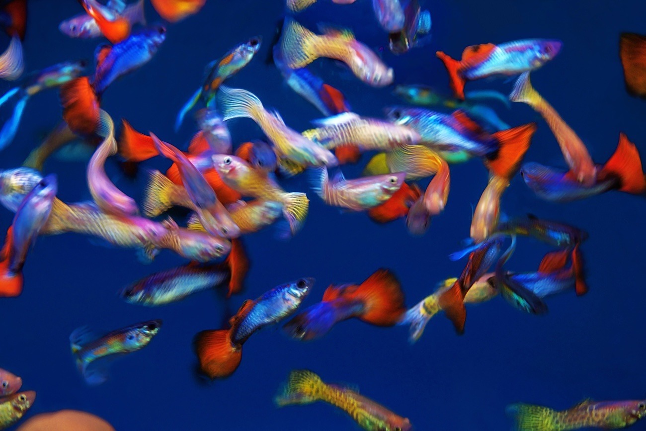  - The Hong Kong Affordable Art Fair collection
