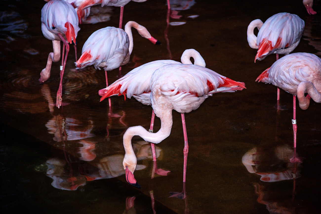 KM-369M Flamingoes in Kowloon Park - Hong Kong - Contemporary