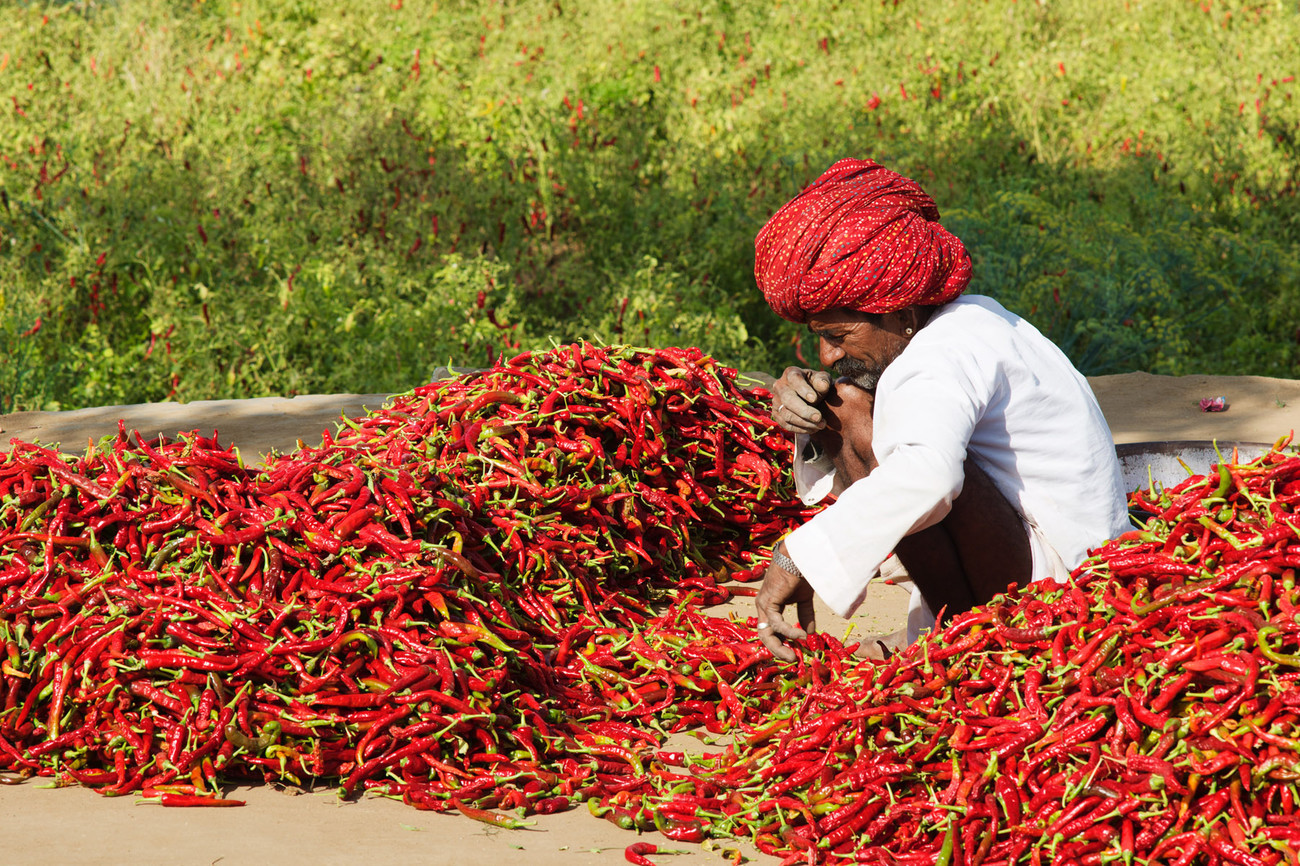 Sorting the chillies, Chatra Sagar, Rajasthan - India