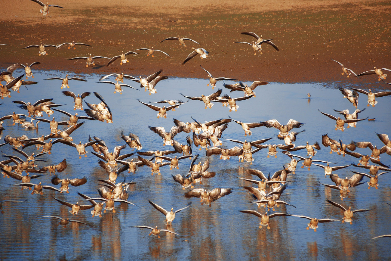Chatra Sagar, Rajasthan Birds on lake - 3 - India