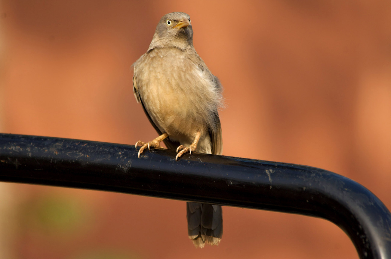 Bird at Ranthambore, Rajasthan - India