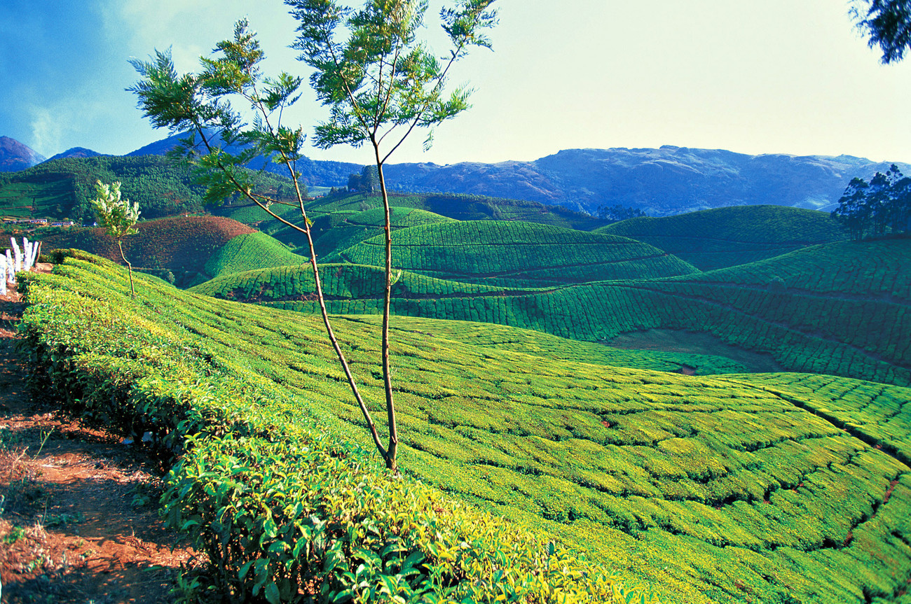 Munnar tea 2 - India