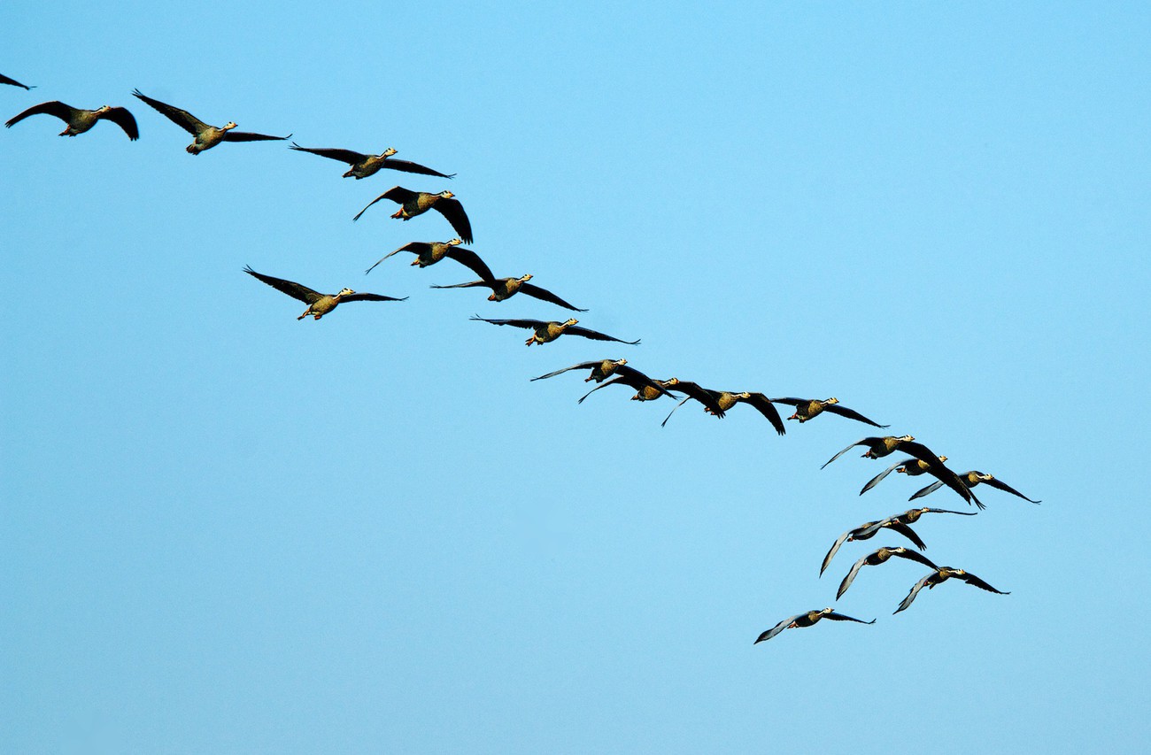 Birds flying in formation - Deogarh - India