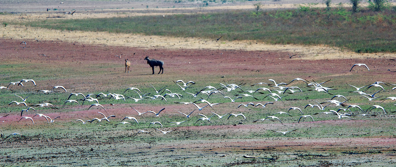 Chatra Sagar - India