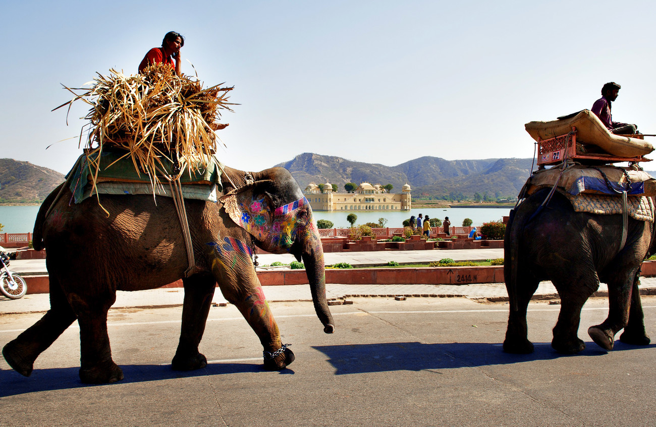 Elephants opposite the Jal Mahal Man Sagar Lake Jaipur - India
